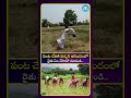 పంట చేతికి వచ్చిన ఆనందంలో రైతు ఏం చేశాడో చూడండి! 😍 | Heartwarming Video of a Happy Farmer | iDream
