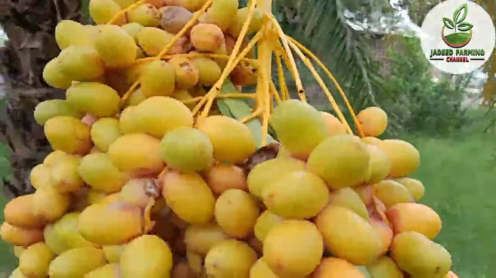 ONE ACRE PROSPERITY MODEL