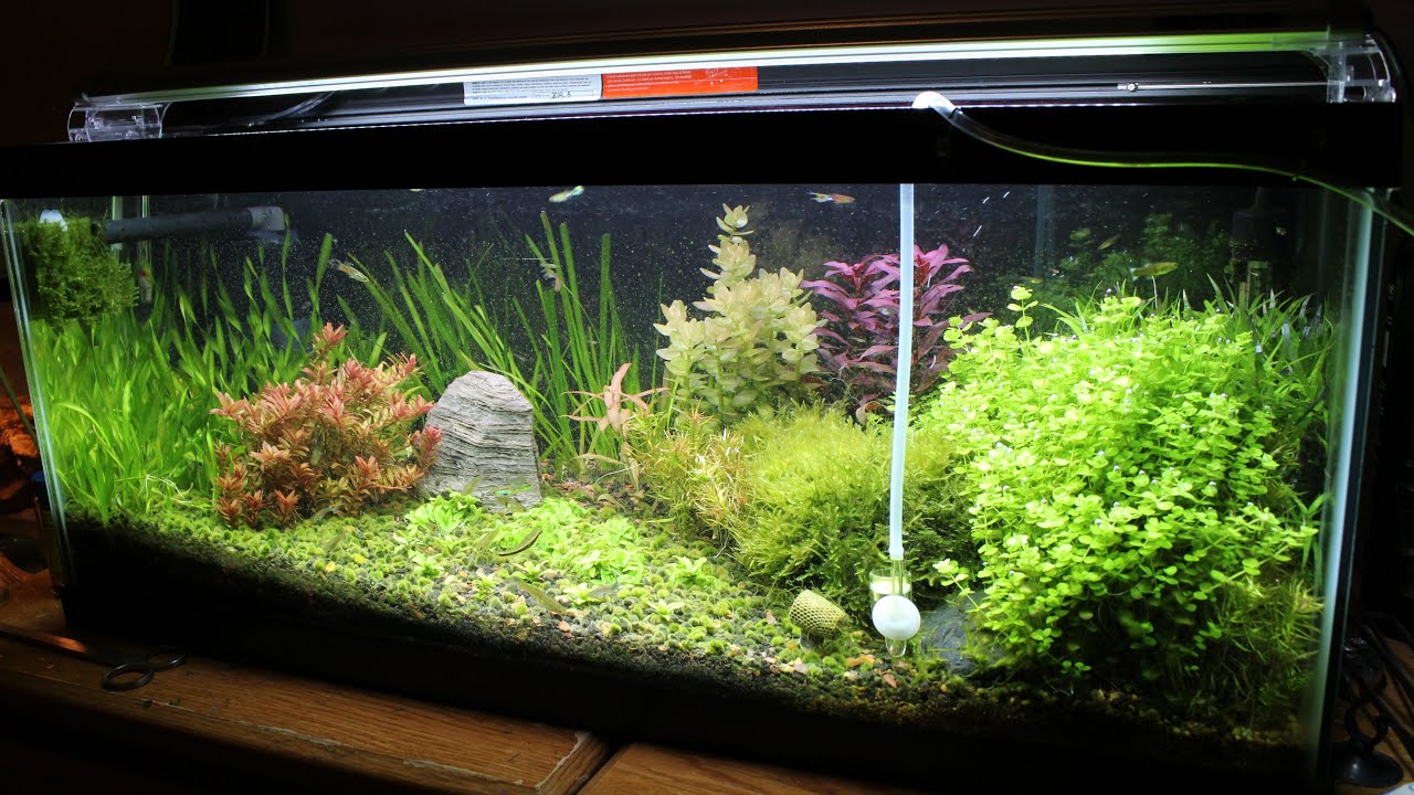 20 Gallon aquascape  YouTube