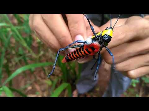 Video: Perbezaan Antara Belalang Dan Cicada