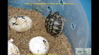 TUTO incubateur oeufs tortue Hermann