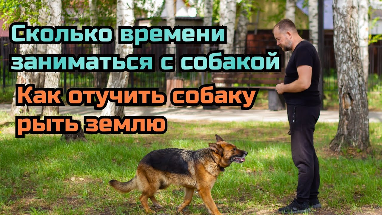 Как отучить собаку рыть землю. Сколько заниматься с собакой в день.