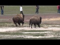 Bison gone mad at Old Faithful