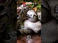 Crocodile vs Anaconda - A Deadly Showdown. #wildlife #animals #challenge #crocodile #Anaconda #fypシ゚