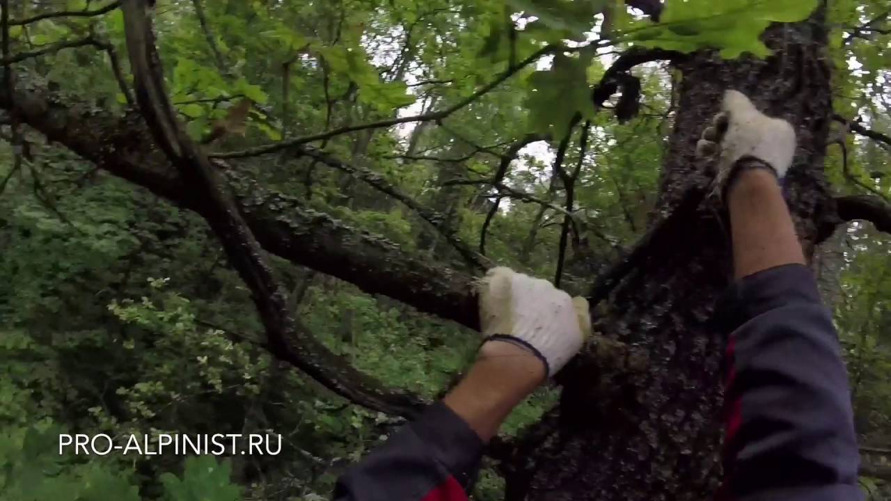 Кошка спрыгнула с дерева.