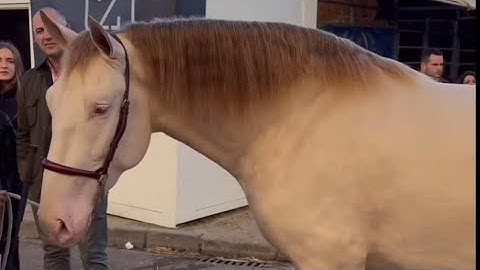 Sicab 2025 Andalusian horse