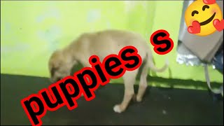 cute puppy#cutesy #viral #puppy #shorts #shorts#youtube shorts 😊😊🙏🙏🙏