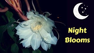 10 Most Beautiful Night blooming Flowers In The World | GardenGraduate