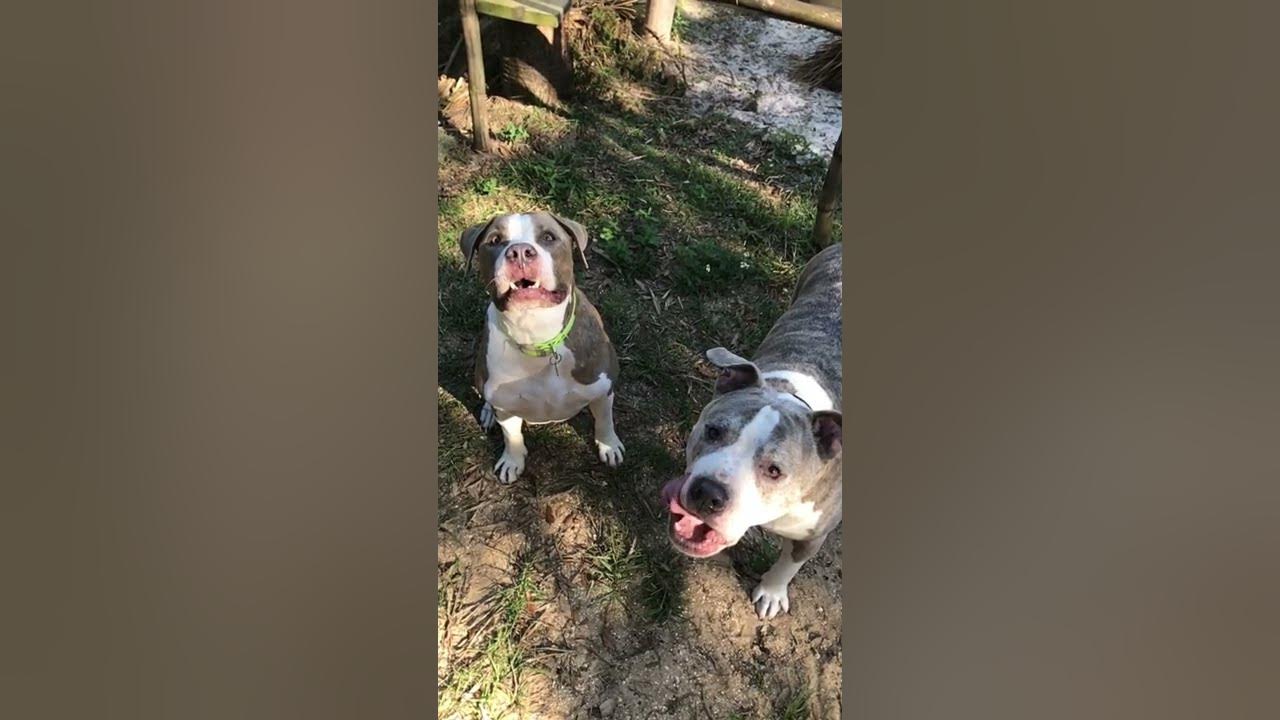 Dogs Vs Balls Part 3 YouTube