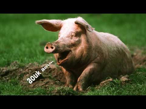 pig-sounds-effect---voie-of-animal