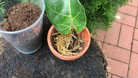 Geigenfeige vermehren / multiply fiddle-leaf fig