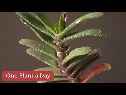 Video: Shumimi i sukulentëve Haworthia: Mësoni rreth rrënjosjes së bimëve Haworthia