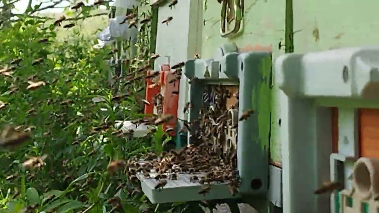 ARILARIN EN HAREKETLİ ZAMANLARI