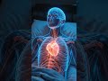 What Happens to Your Body When You Sleep | 3D Transparent Anatomy