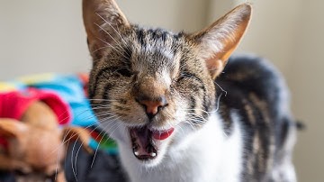 Breaking Bad, but with Catnip.