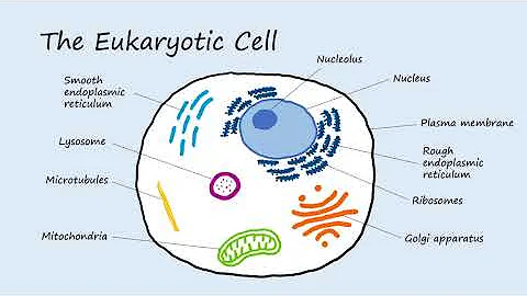 Cell Structure Explained in 6 Minutes
