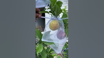 Tủi vải bọc trái cây #shorts