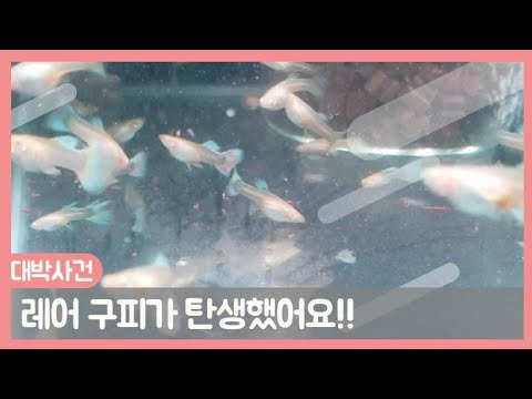 레어 구피의 탄생! 인어공주 스왈 발현! Swallow sky blue guppy !