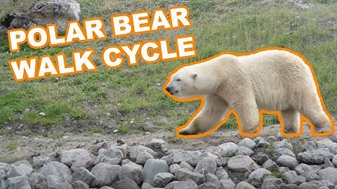 Polar bear walk cycle Side view turn, animation reference