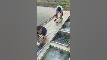 Sữa có tác dụng gì đối với cá giống trước khi thả? 🤔🐟#visinhtrungquoc #VũĐứcThiện