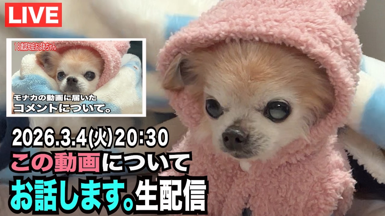 【モナカの動画に届いたコメントについて】生配信