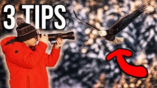 3 Tips For Bird Photography (Bald Eagles!)