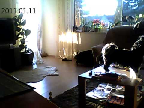 Shih Tzu Jackie (Hund allein) zu hause - YouTube