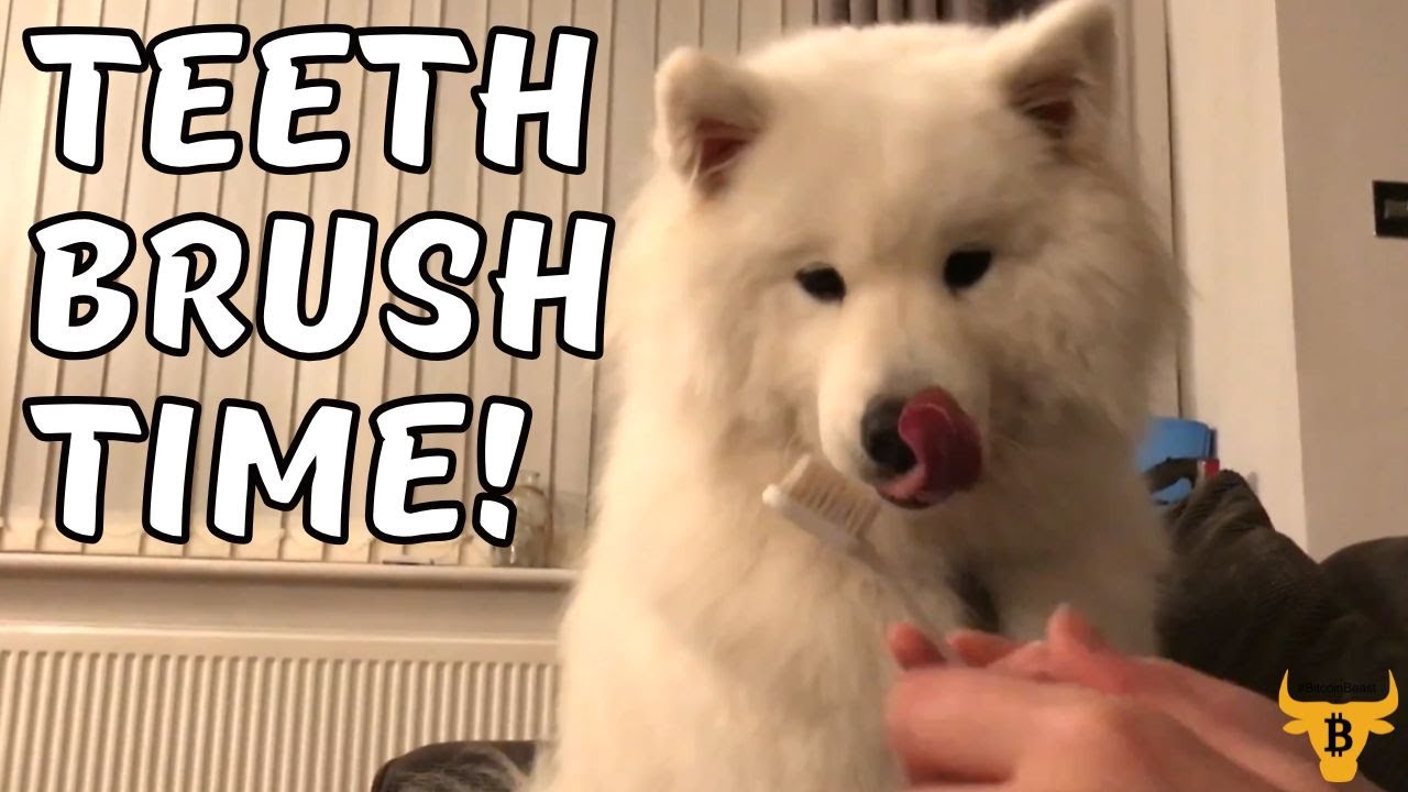 Samoyed teeth brush 😬 YouTube