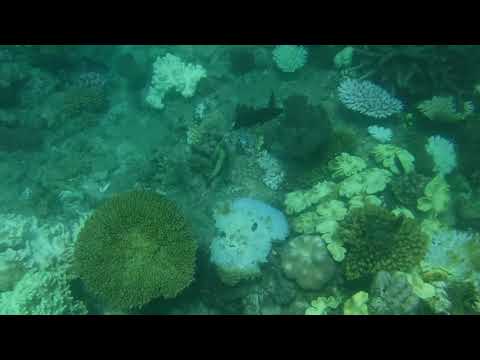 Vídeo: Barrera De Corall Al Llac Michigan