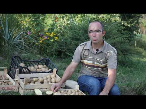 Video: Sajenje In Skrb Za Ranunculus (20 Fotografij): Gojenje Metuljev Na Vrtu Na Prostem. Kdaj Izkopati Cvetje Za Shranjevanje? Kako Shraniti Metulje Po Cvetenju? Kako Saditi Doma?