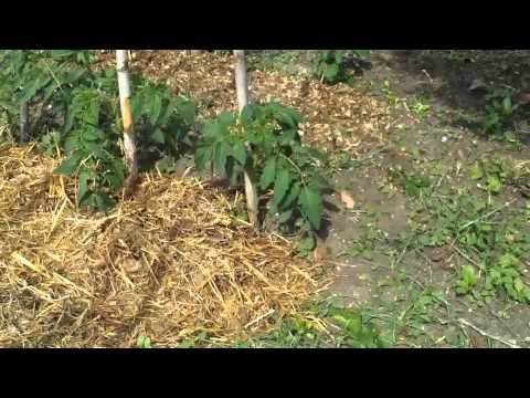 Video: Cómo fertilizar plantas Astilbe - ¿Cuál es el mejor fertilizante para Astilbe?