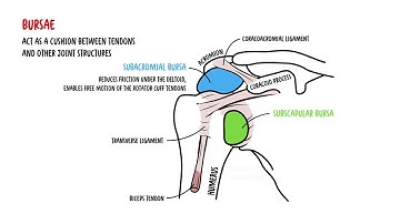 Shoulder Anatomy for Clinical Practice | Medical Student & Clinicians Review