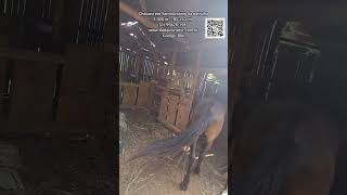 [886] CHÁCARA EM SANTO ANTÔNIO, 5.000 M², CASA, GALPÃO, AÇUDE, POMAR, ROÇA, POÇO ARTESIANO R$120 MIL