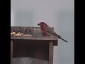 House Finch and Junco at the feeder #shorts #birdwatching #feedingbirds #naturesounds #birds #relax
