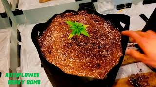 Growing Weed - Week 3 Day 1- Watering the BERRY BOMB & AK 47