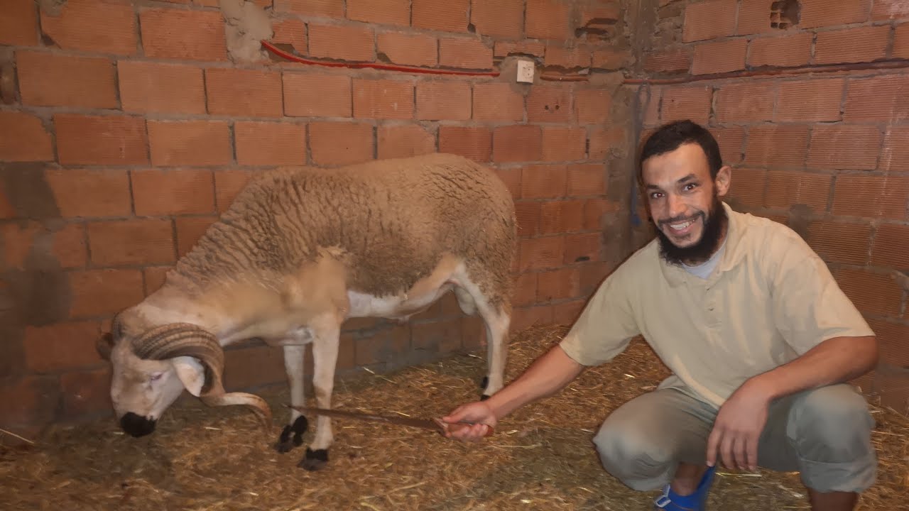 أخر يوم للكبش شاهد ذبيحة الحولي