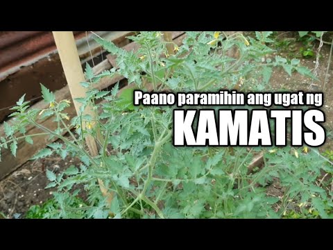 Paano patibayin ang tanim na kamatis - YouTube