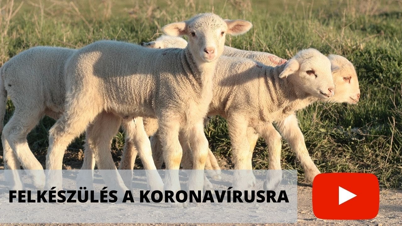 vibrofonok artrózis kezelésére