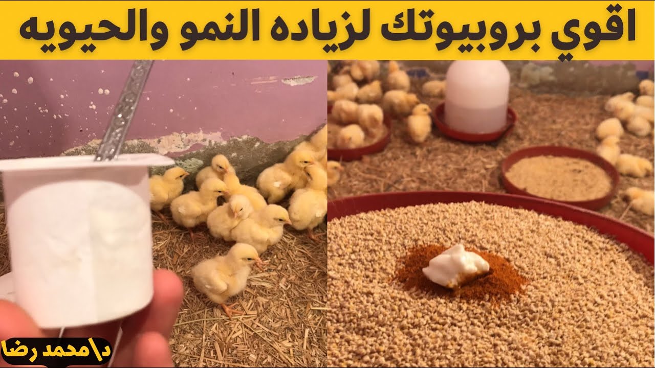 يوم٤/ اقوي بروبيوتك طبيعي للفراخ البيضاء لزياده النمو وسحب العلف ورفع المناعه مع دكتور