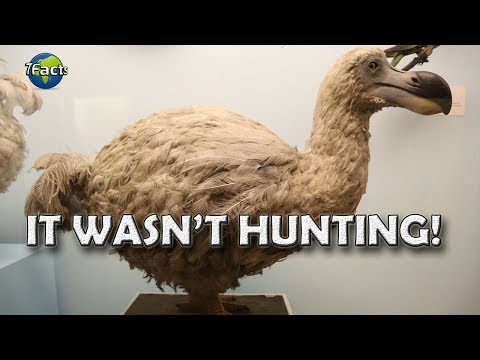 Why the Dodo went extinct