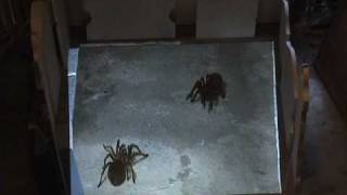 SPIDERSNAKEBAT-DEMO.avi