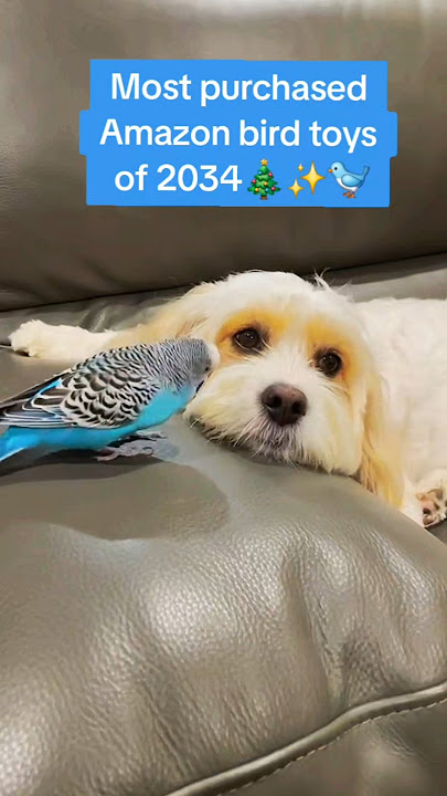 Amazon Must Haves for your bird 🎁🐦✨️