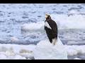 流氷とオオワシが戻って来た！