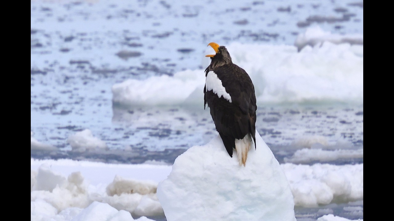 流氷とオオワシが戻って来た！