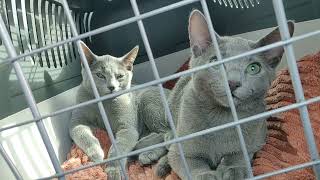 Russian Blue Cat Breed - CATTERY VAMIRON, CZ - LITTER G - 16.WEEK by Vamiron, CZ - Russian blue kittens, cattery 265 views 2 years ago 1 minute, 8 seconds