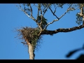 Buscando el Águila Arpía