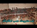 مشروع تربية دجاج البياض دجاج الفيومي
