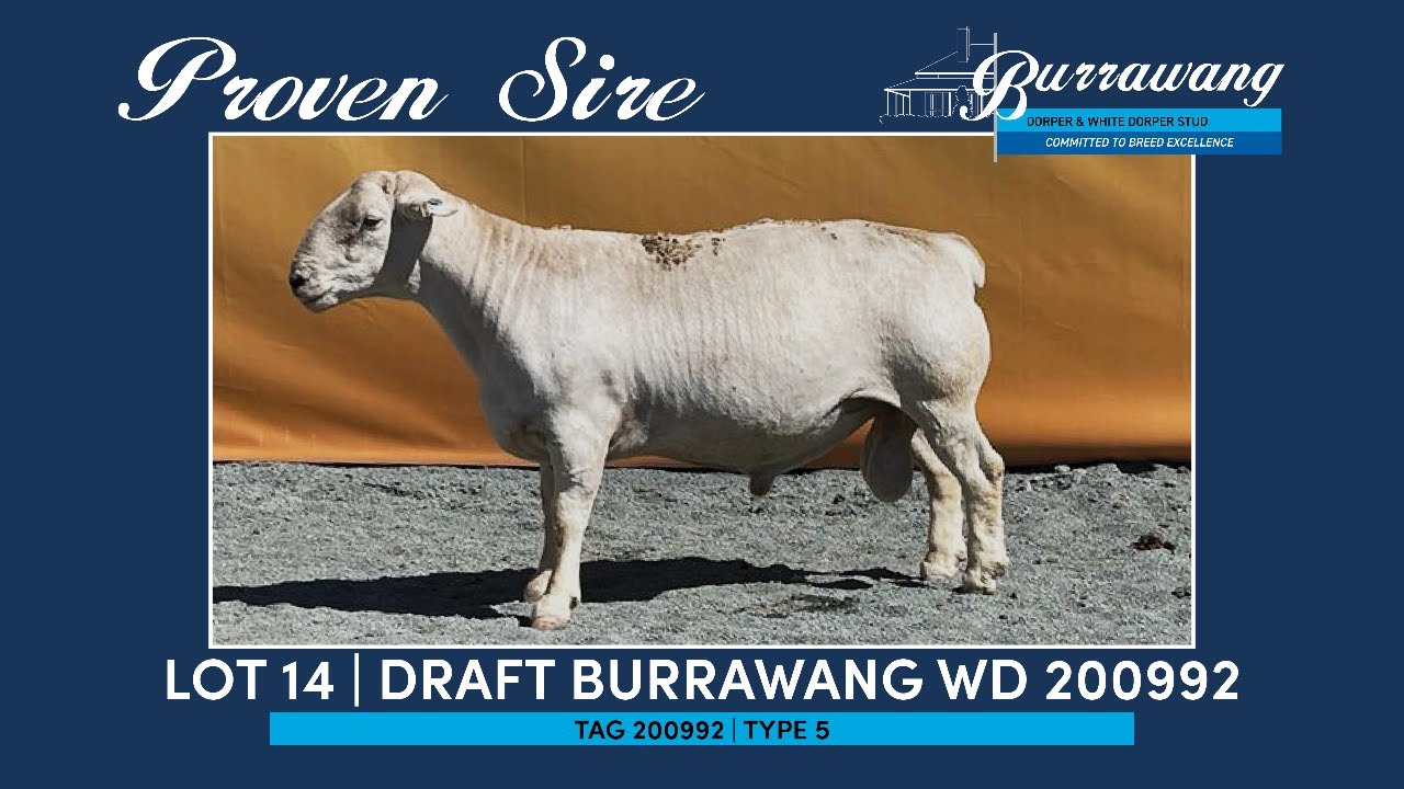 LOT 14 - BURRAWANG DRAFT WD200992 - YouTube