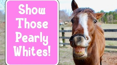 Easy Tricks to Teach Your Horse to Smile