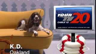 Your Tv20 Dog Id Kd Of Oakland